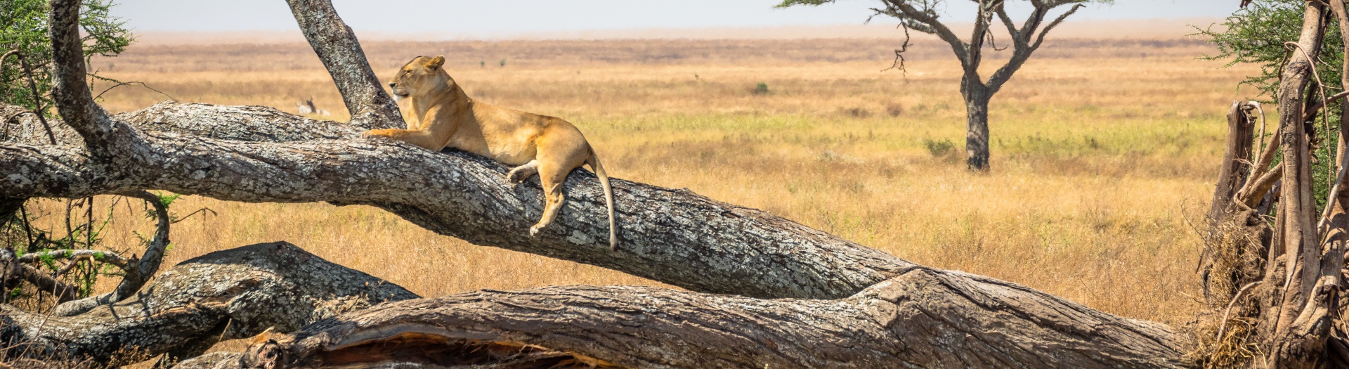 L'Essentiel de la Tanzanie, du Serengeti à Zanzibar