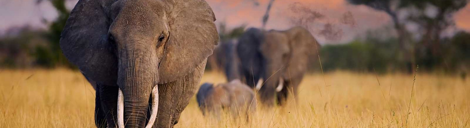 Manyara, Ngorongoro, Tarangire & Zanzibar en famille