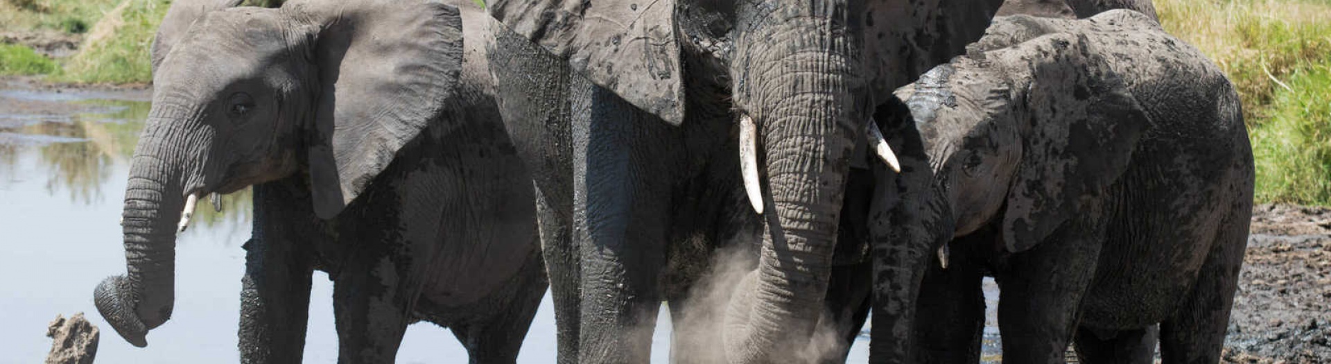 Safari Kenya & Tanzanie