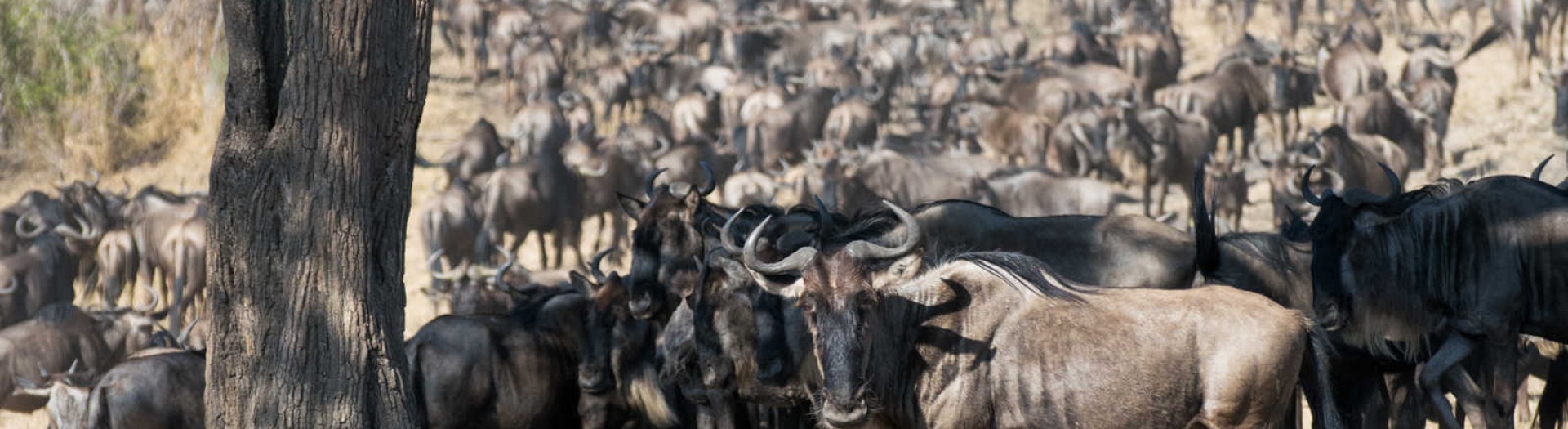 Safari en Tanzanie, la Grande Migration à Ndutu