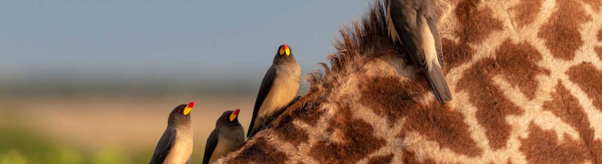 Parcs et réserves de Tanzanie