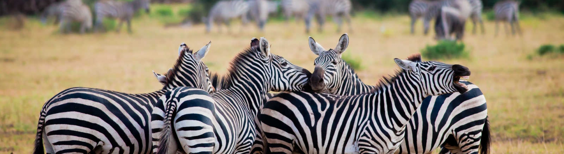 Homepage [change this title]