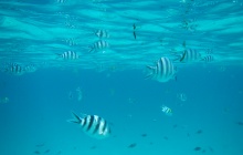 A la découverte de Zanzibar