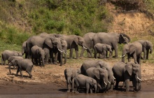 Exploration du Masai Mara