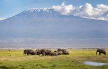 Rencontres avec les éléphants d’Amboseli