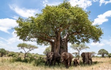 Le parc de Tarangire