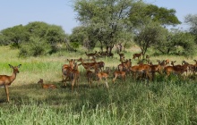 Safari dans le parc de Tarangire