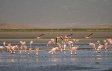 Arusha - Lac Natron