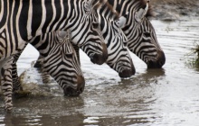 Immersion dans le Serengeti