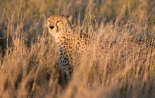 En route vers le Serengeti : l’appel de la savane