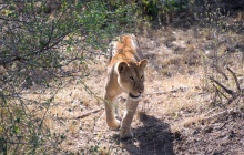 En route pour le Serengeti