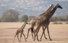 Safari dans le parc de Manyara