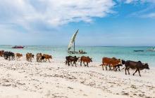 Zanzibar, l'île aux épices