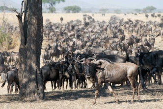 Safari en Tanzanie, la Grande Migration à Ndutu