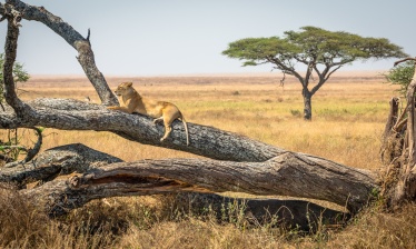 L'Essentiel de la Tanzanie, du Serengeti à Zanzibar