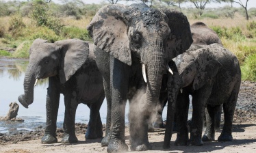 Safari Kenya & Tanzanie