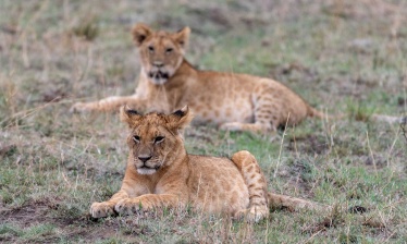 L'Essentiel de la Tanzanie, du Serengeti à Zanzibar