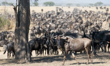 Safari en Tanzanie, la Grande Migration à Ndutu
