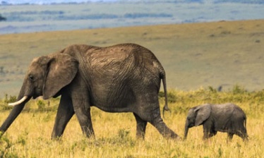 Safari Kenya & Tanzanie