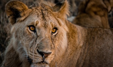 Safari : la grande migration à Serengeti